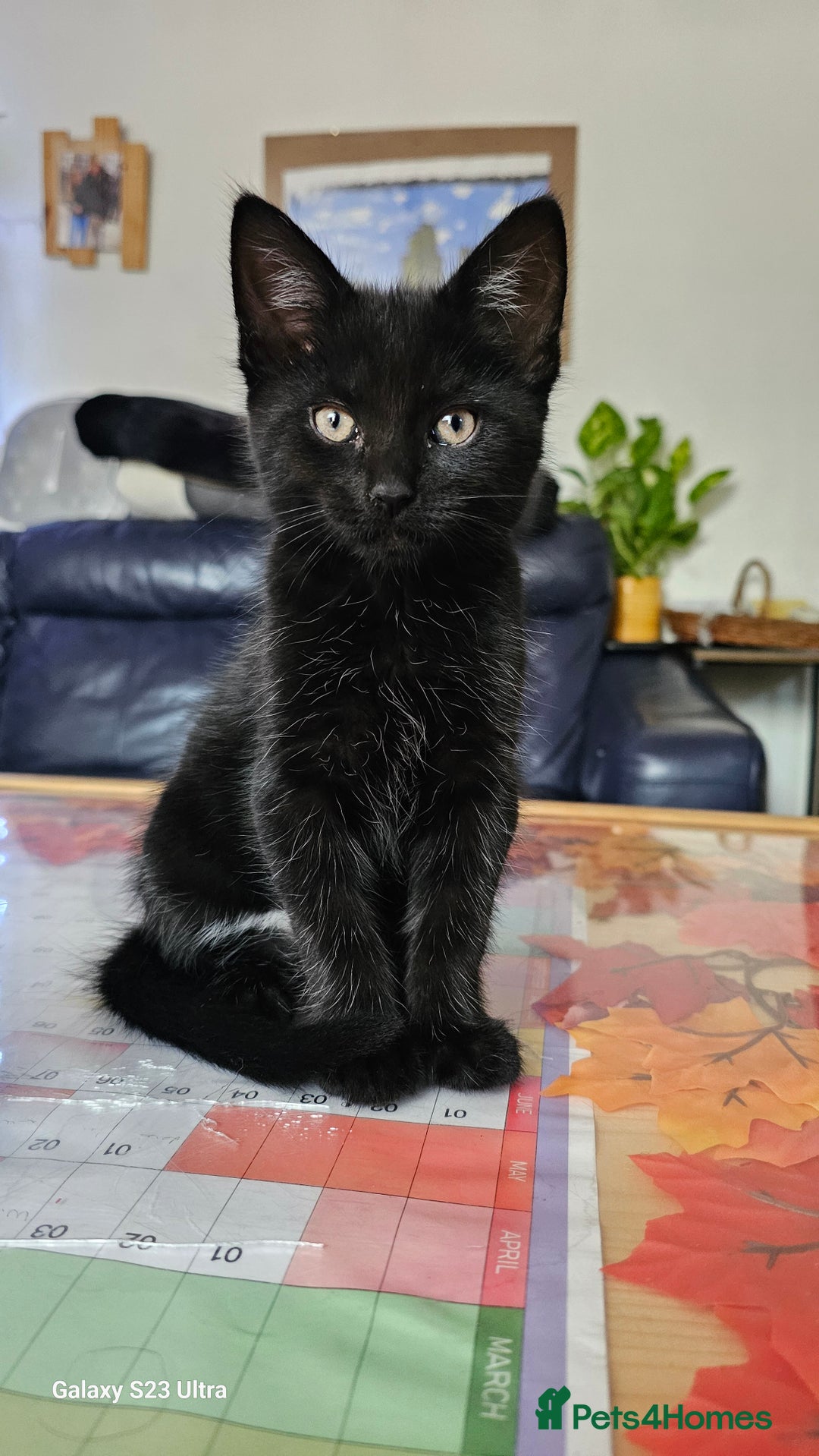 Mixed Breed cats for sale: Few lovely kittens ready for new lovely homes ! - Image 4