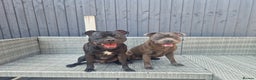 Staffordshire Bull Terrier dogs for stud: Boris + Caesar - Advert 1