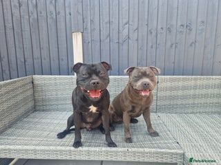 Staffordshire Bull Terrier dogs Boris + Caesar - Advert 1