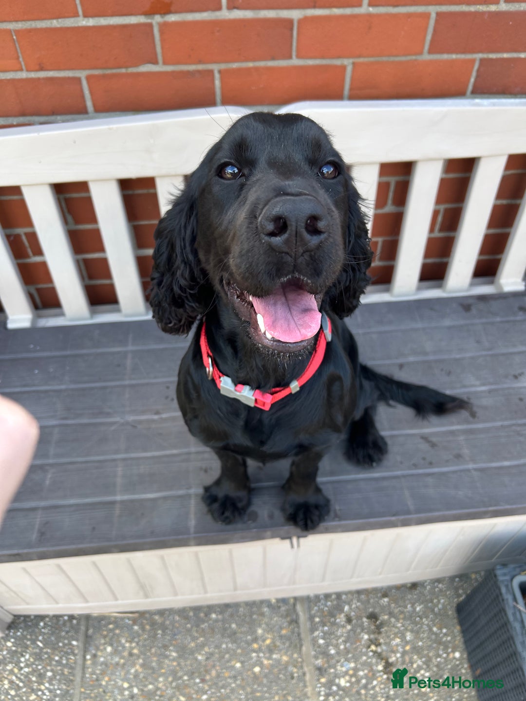 Cocker Spaniel dogs for sale: Cocker Spaniel  - Image 1