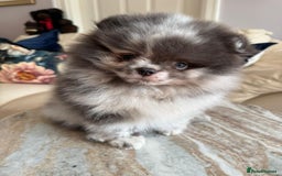 Pomeranian dogs for sale: Lilac merle Pomeranian  - Image 4