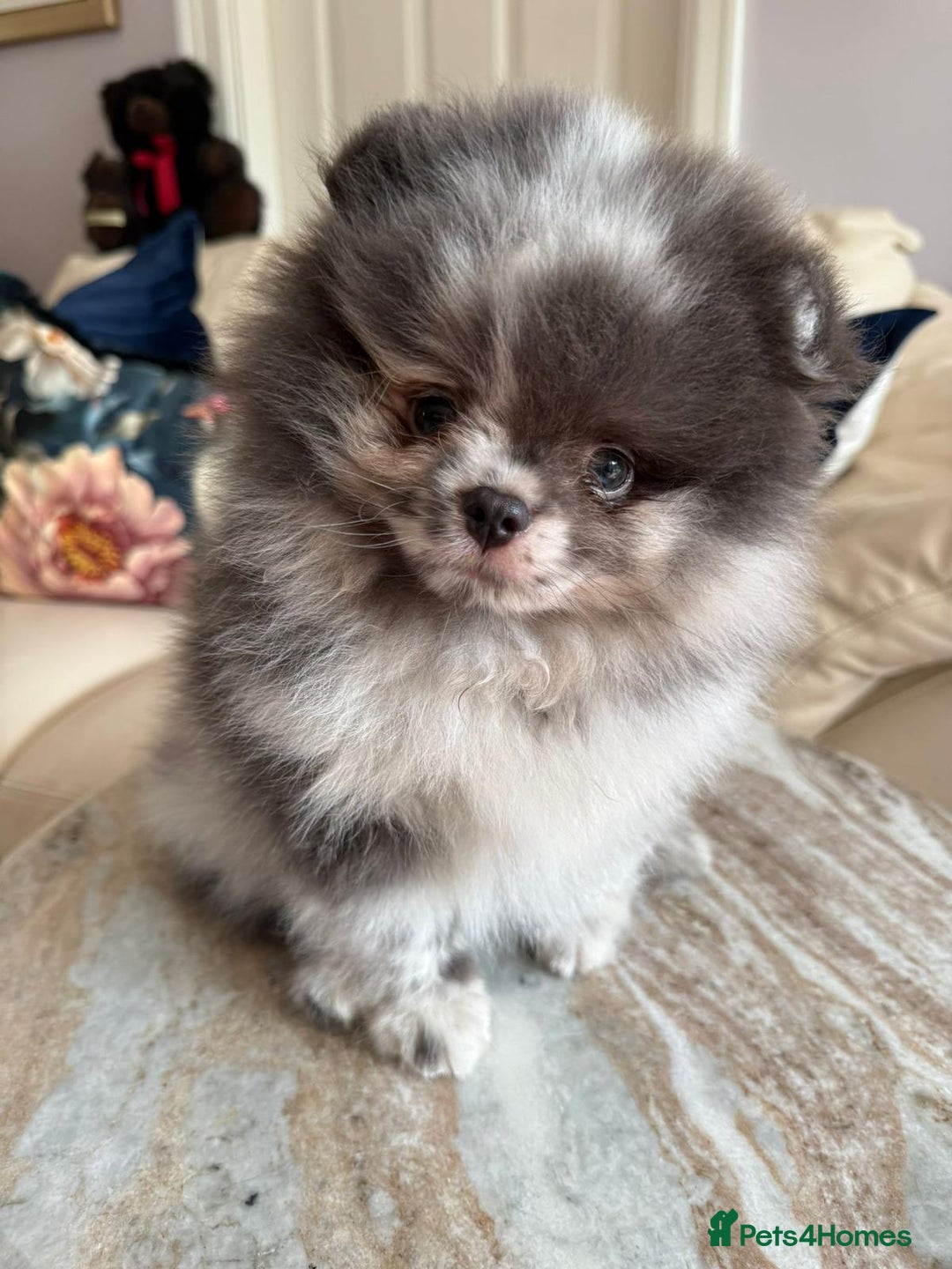 Pomeranian dogs for sale: Lilac merle Pomeranian  - Image 4
