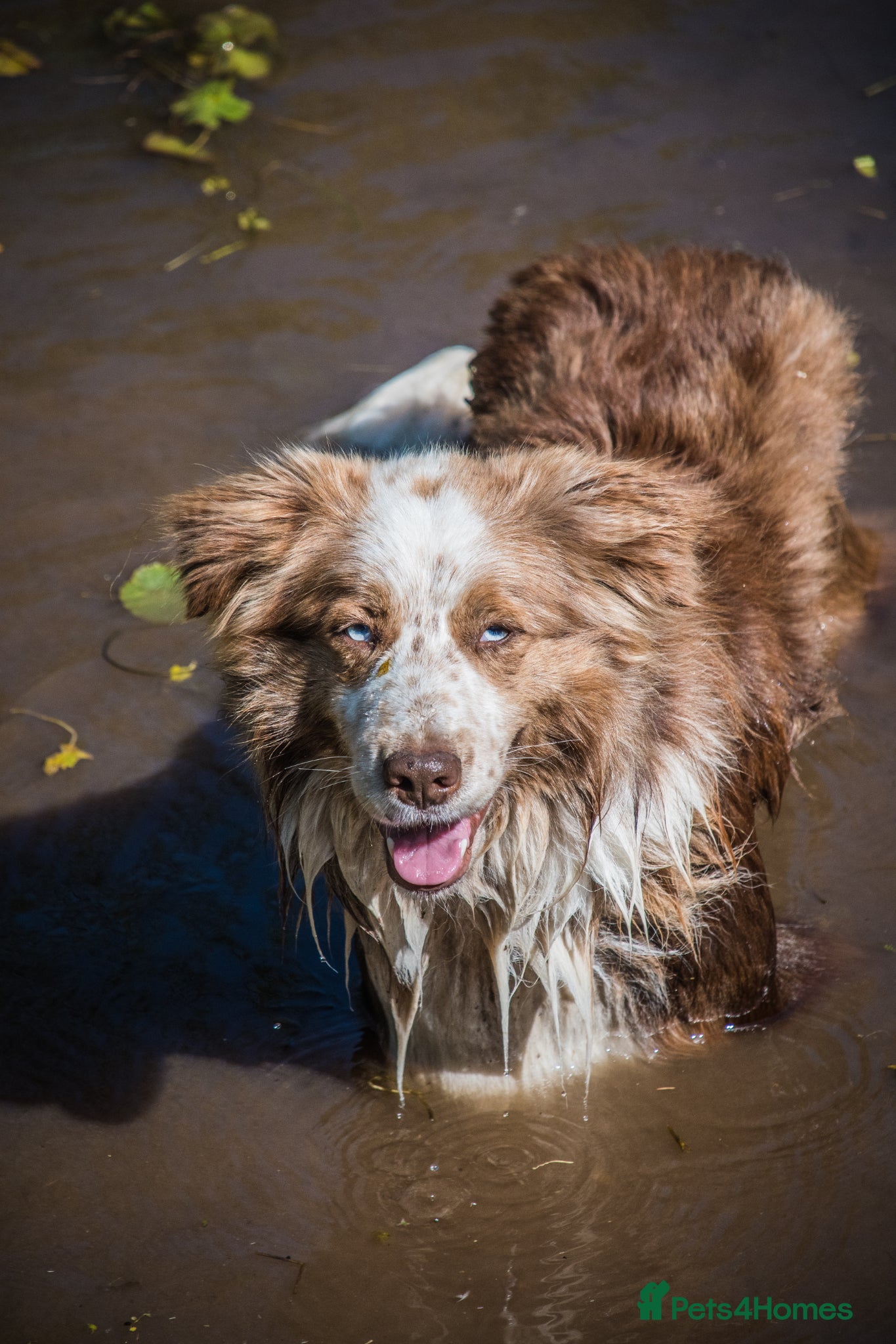 Border Collie dogs for adoption: *READ ATTENTIVELY*  New Home for 6YO Border Collie in Banbury - Advert 1