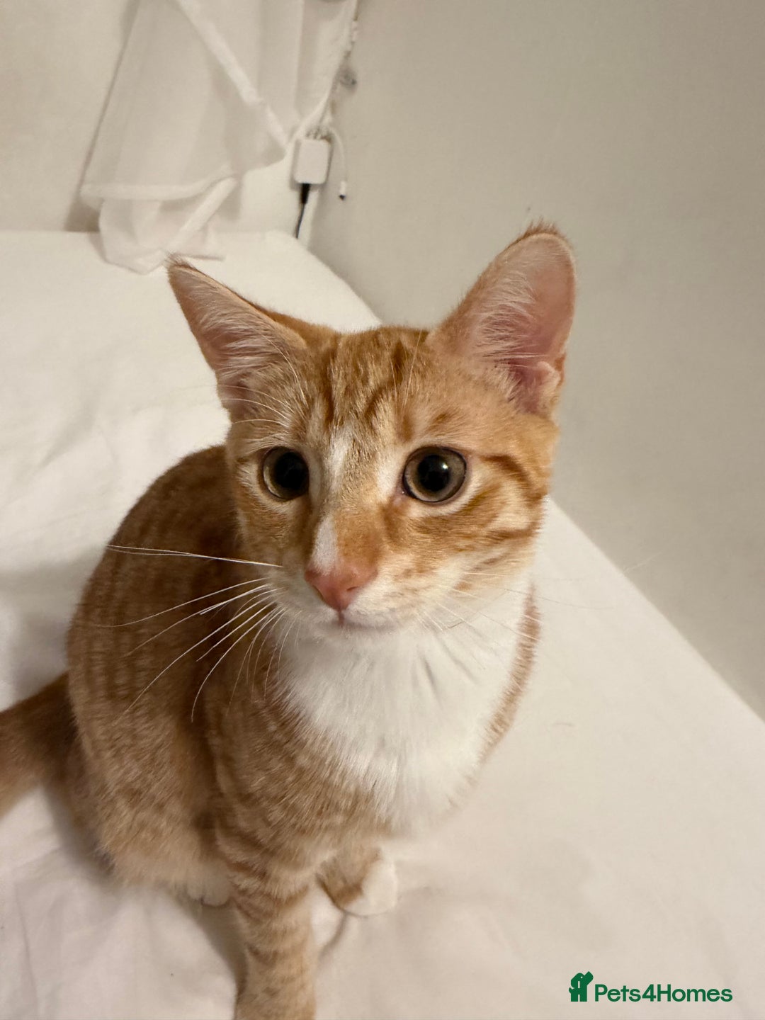 Domestic Shorthair cats for sale: 5 month old kitten for sale - Advert 2