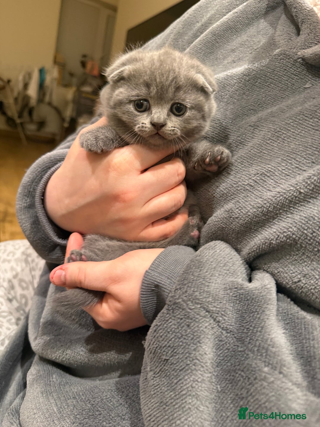 British Shorthair cats for sale: 4 beautiful British shorthair kittens - Advert 10