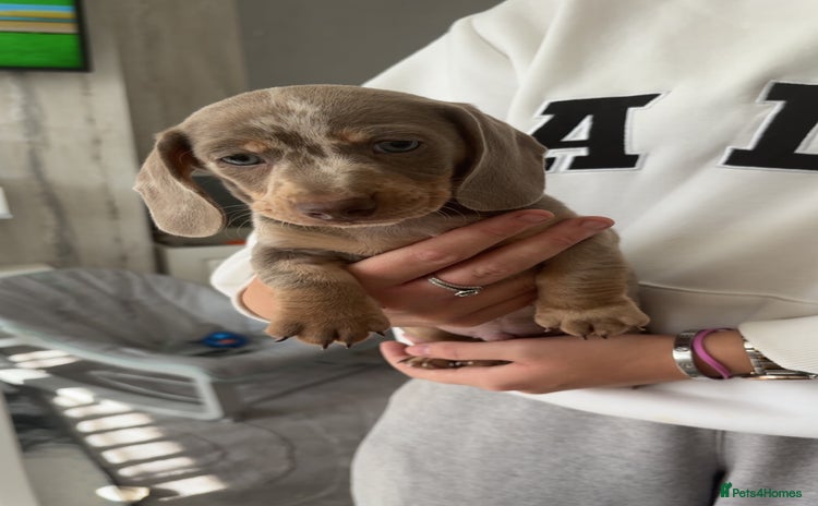 Miniature Dachshund dogs - Advert 5