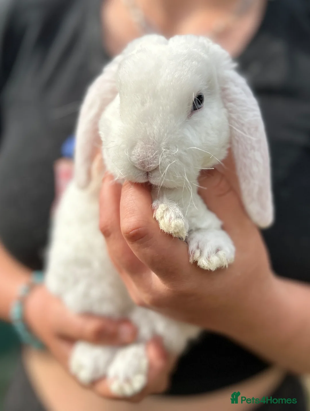 Mini Lop rabbits for sale: Gorgeous and friendly Mini Plush Lop Babies - Advert 15