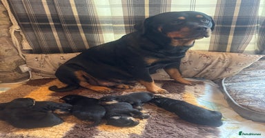 Rottweiler dogs KC German Rottweiler Puppies - Advert 4