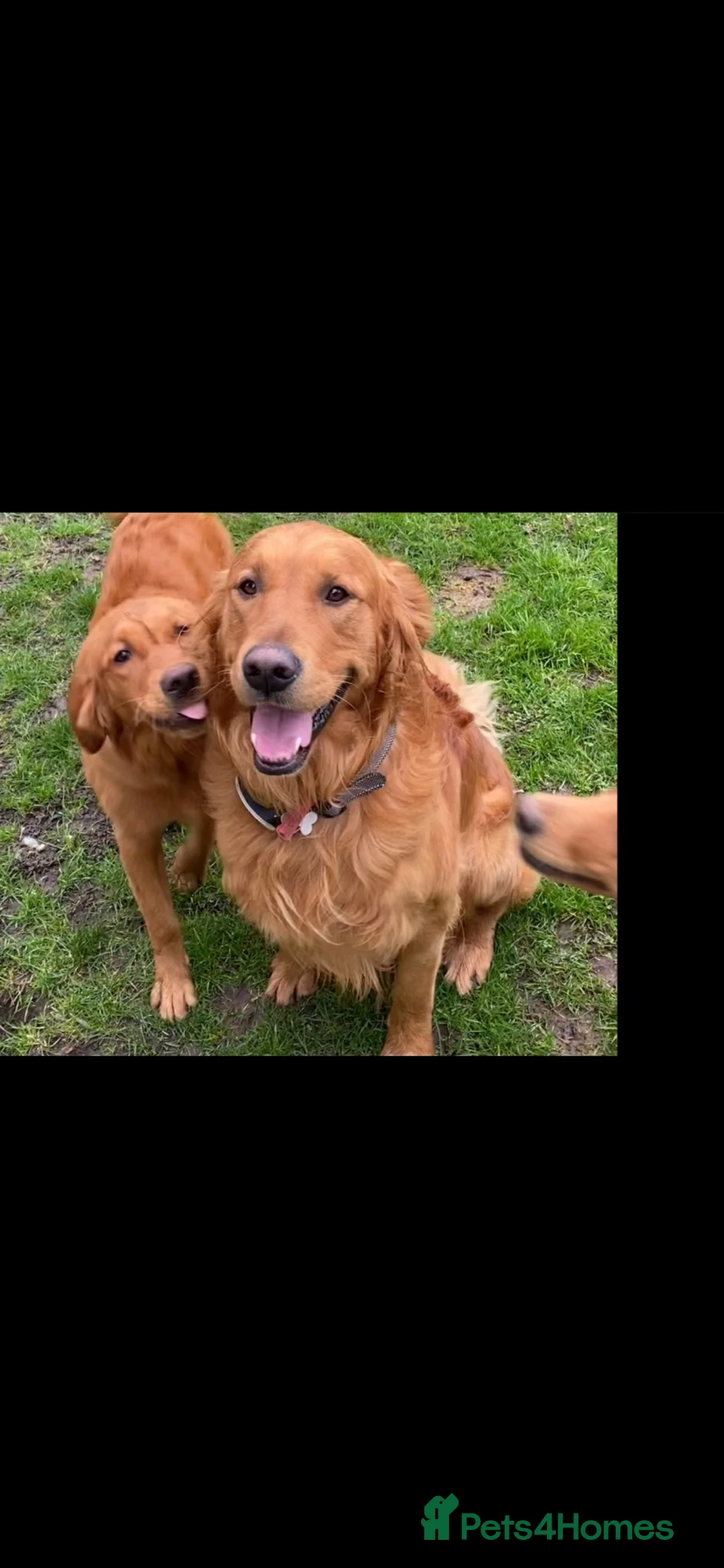 Golden Retriever dogs for stud: Fox red KC reg fully tested and proven stud  - Advert 3