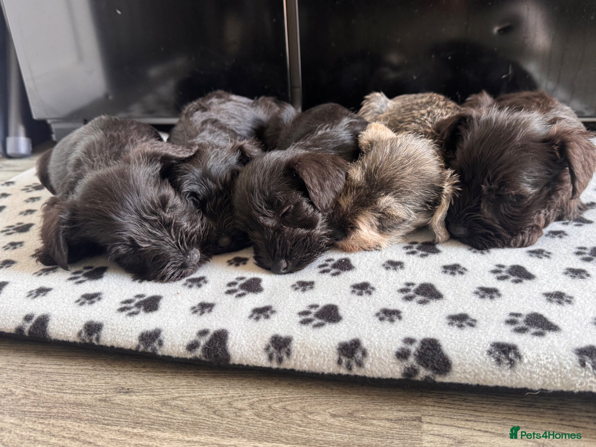 Miniature Schnauzer dogs for sale: Miniature schnauzer  - Advert 3