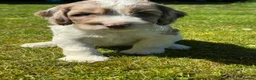 Cockapoo dogs for sale: BEAUTIUFL MIXED LITTER OF F1 COCKERPOOS - Advert 9