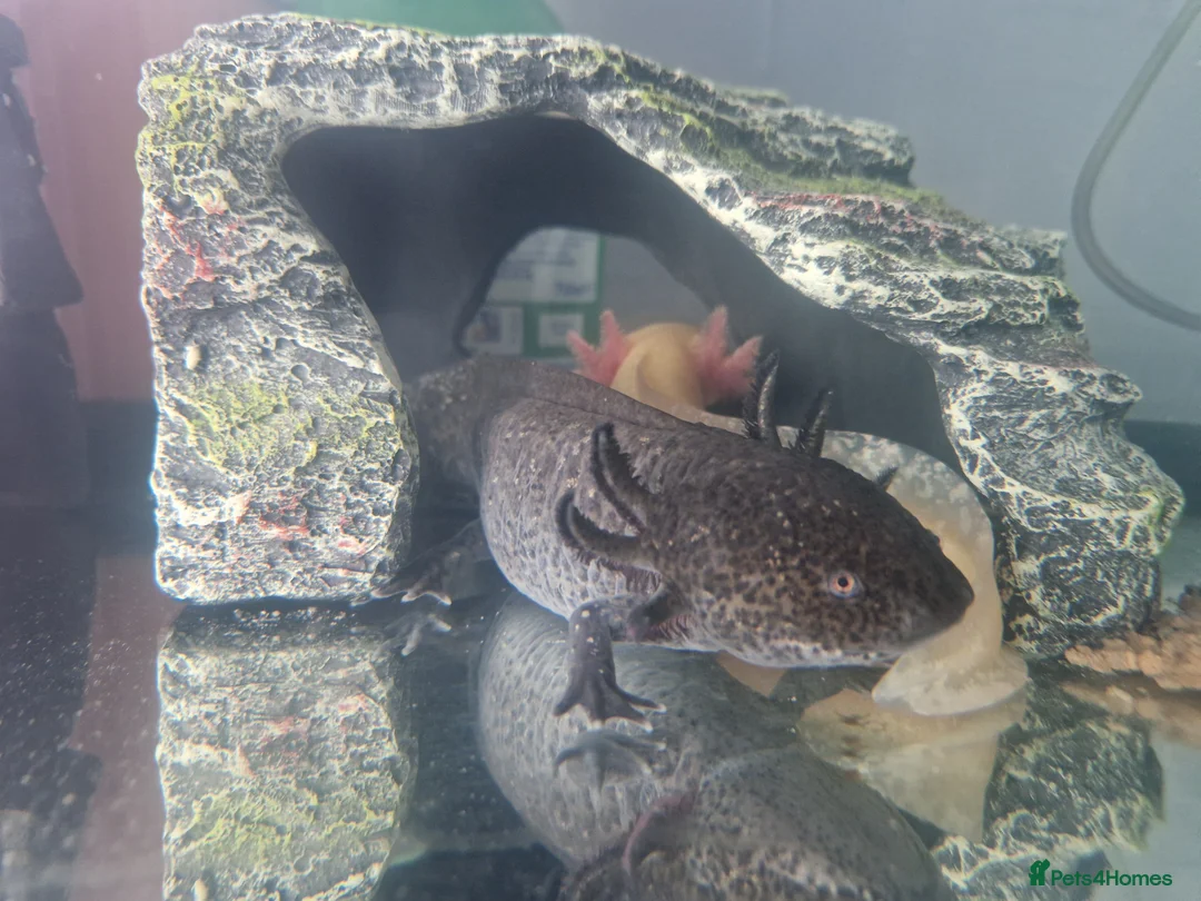 Axolotl reptiles for sale: 2x Axolotls and set up! - Advert 11
