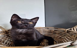 British Shorthair cats for sale: 😻🤎CHOCOLATE BSH boy and girl, LONDON, READY NOW! - Image 5