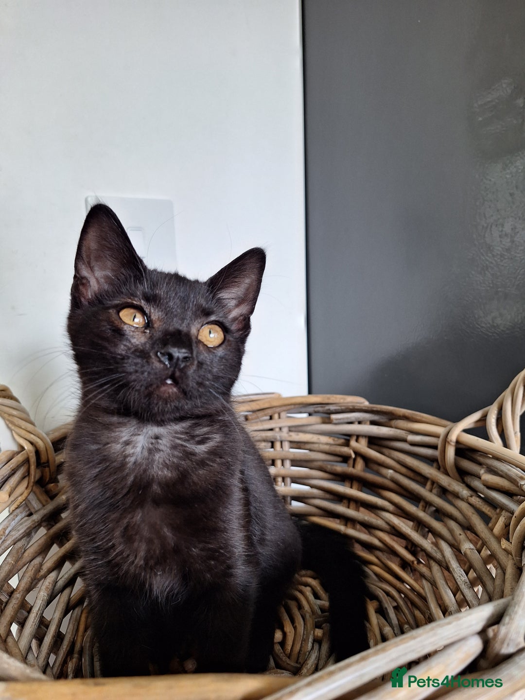 British Shorthair cats for sale: 😻🤎CHOCOLATE BSH boy and girl, LONDON, READY NOW! - Image 5