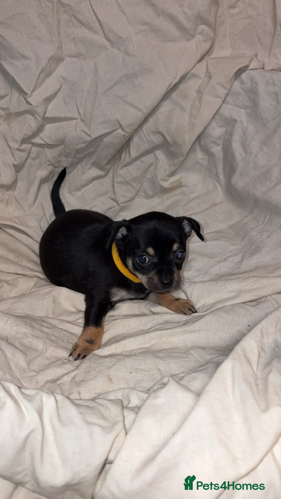 Mixed Breed dogs for sale: 🐶 Adorable Miniature Pinscher×Chihuahua Puppies - Advert 12