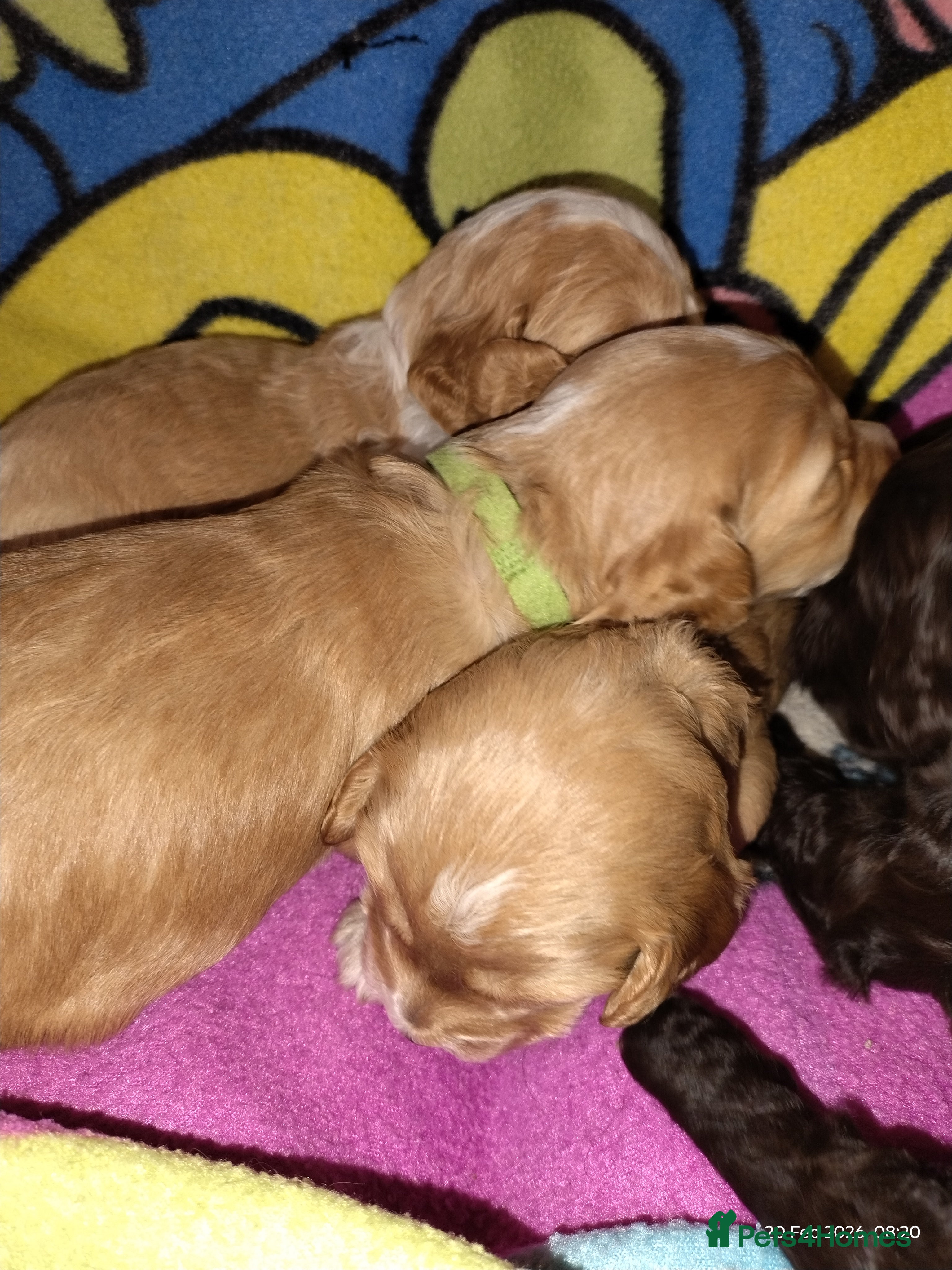 Cockapoo dogs Cockapoo puppies 100%  - Advert 10