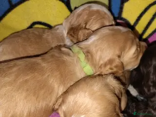 Cockapoo dogs Cockapoo puppies 100% - Advert 10