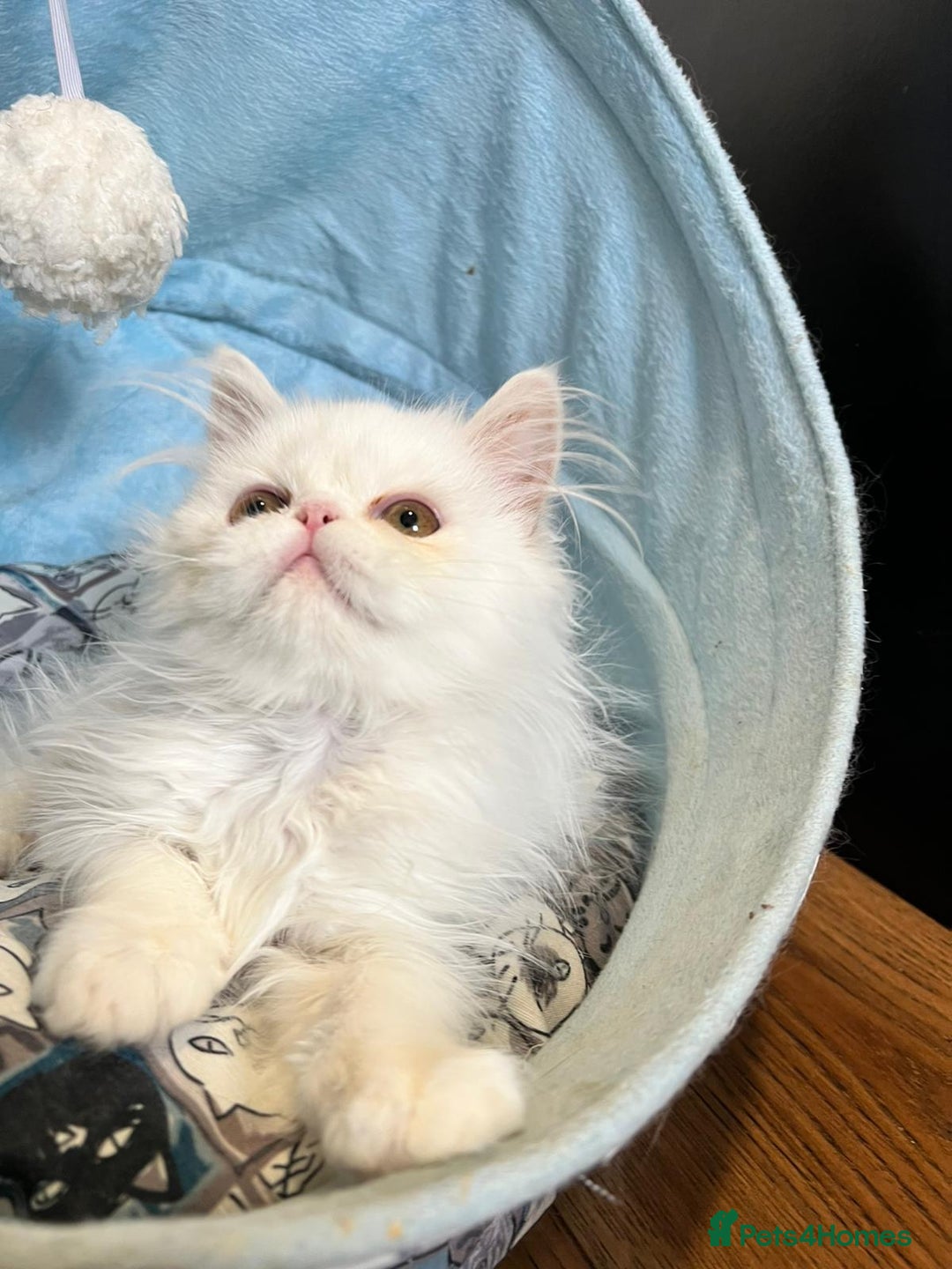 Persian cats for sale: Snow persian kitten  boy - Image 18