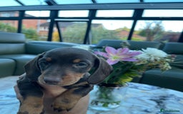 Miniature Dachshund dogs for sale: 🐾🐶 1 Girl left, ready to leave next week - Image 1
