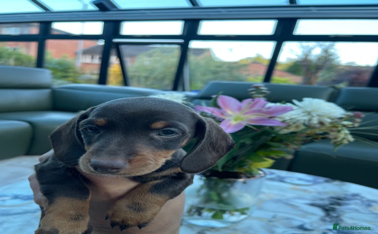 Miniature Dachshund dogs - Advert 4