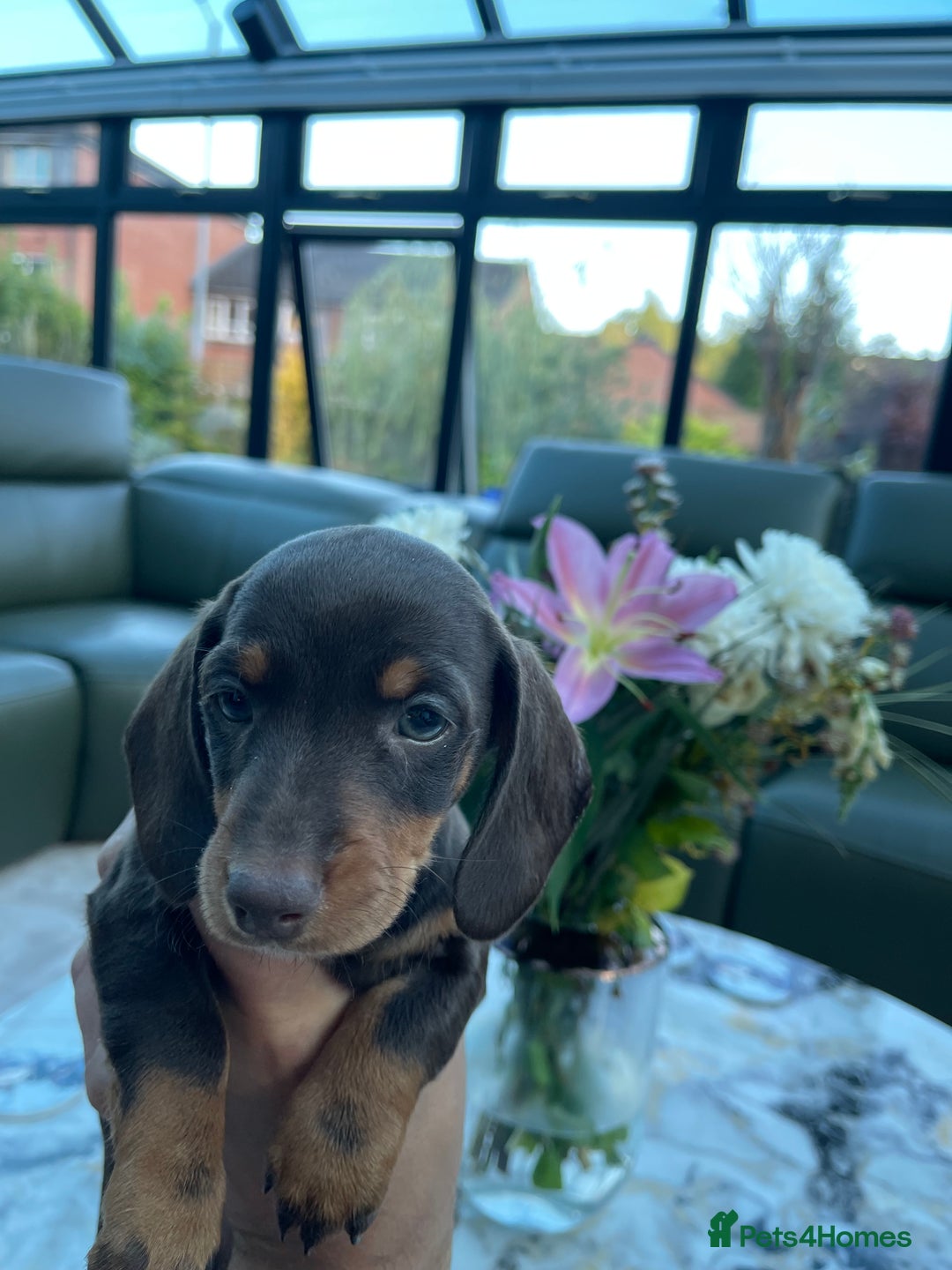 Miniature Dachshund dogs for sale: 🐾🐶 1 Girl left, ready to leave next week - Image 1