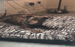 Patterdale Terrier dogs for stud: STUD PATTERDALE - Image 5
