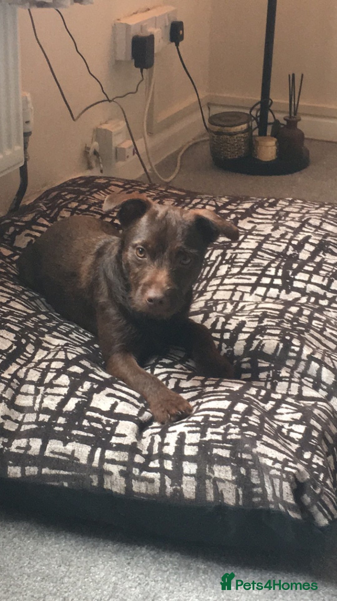 Patterdale Terrier dogs for stud: STUD PATTERDALE - Image 5