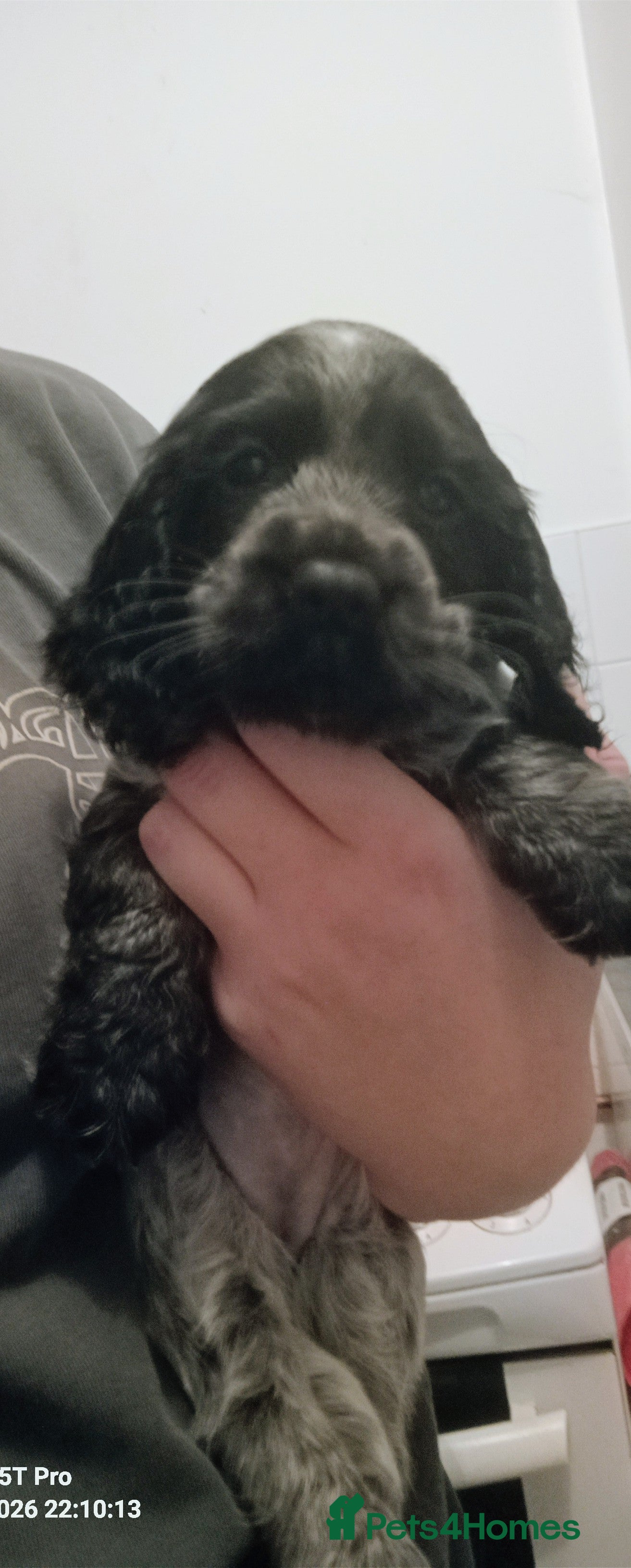 Cocker Spaniel dogs Cocker spaniel puppies  - Advert 2