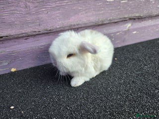 Mini Lop rabbits - Advert 1