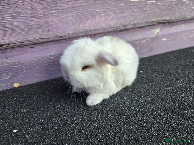 Mini Lop rabbits - Advert 13