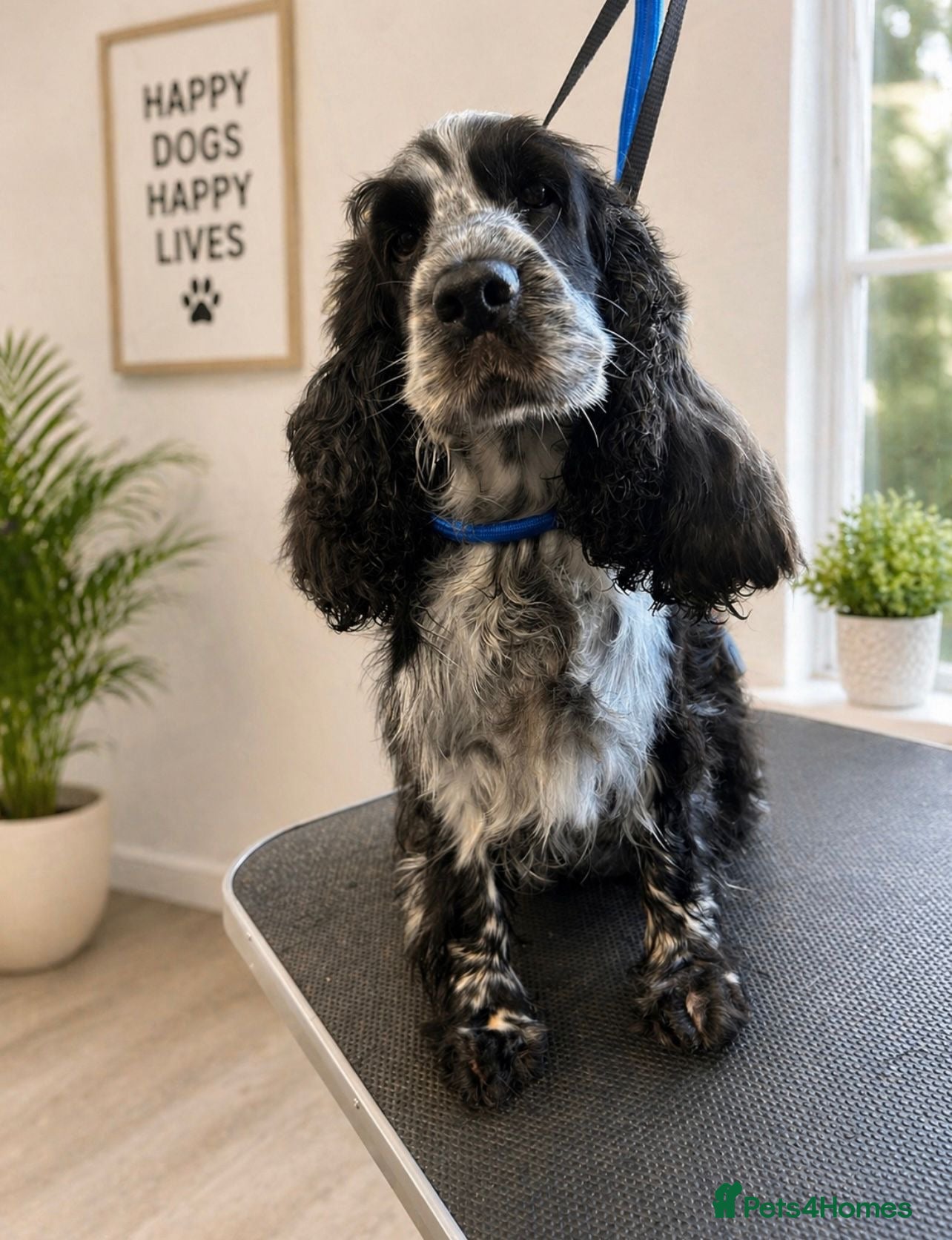 Cocker Spaniel dogs Stunning show type girl available to a lovely home - Advert 1