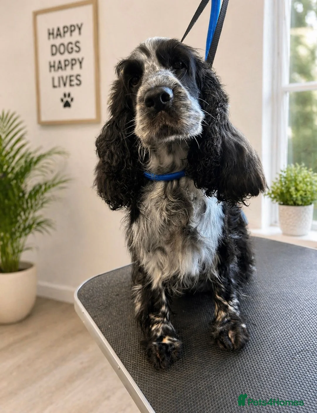 Cocker Spaniel dogs for sale: Stunning show type girl available to a lovely home - Advert 1