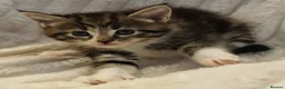 Maine Coon cats for sale: Maine Coon X  - Advert 3