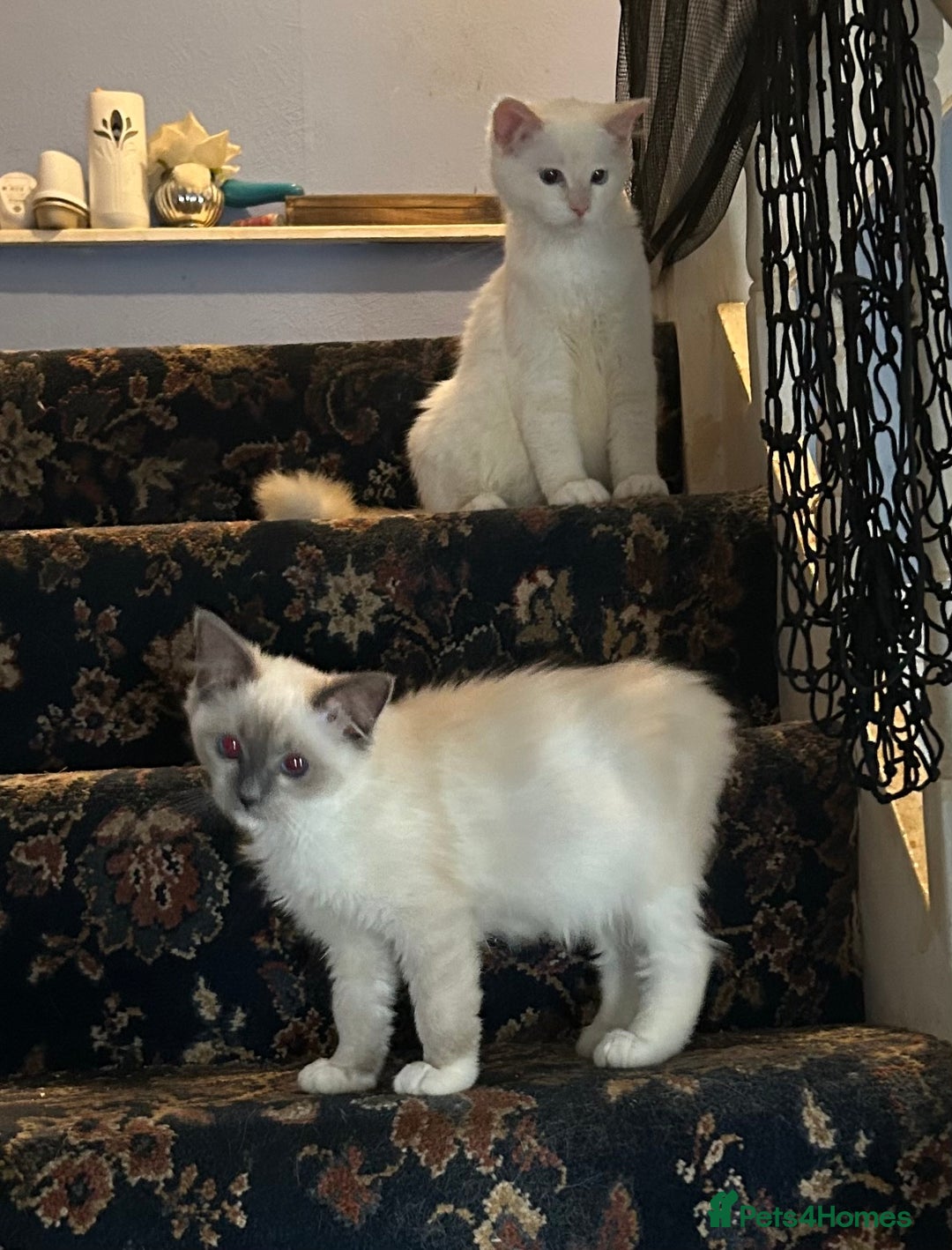 Ragdoll cats for sale: 🐾beautiful pedigree ragdolls  - Image 7