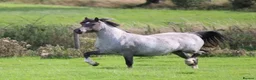 Welsh Section C horses for sale: Welsh section c filly  - Advert 8