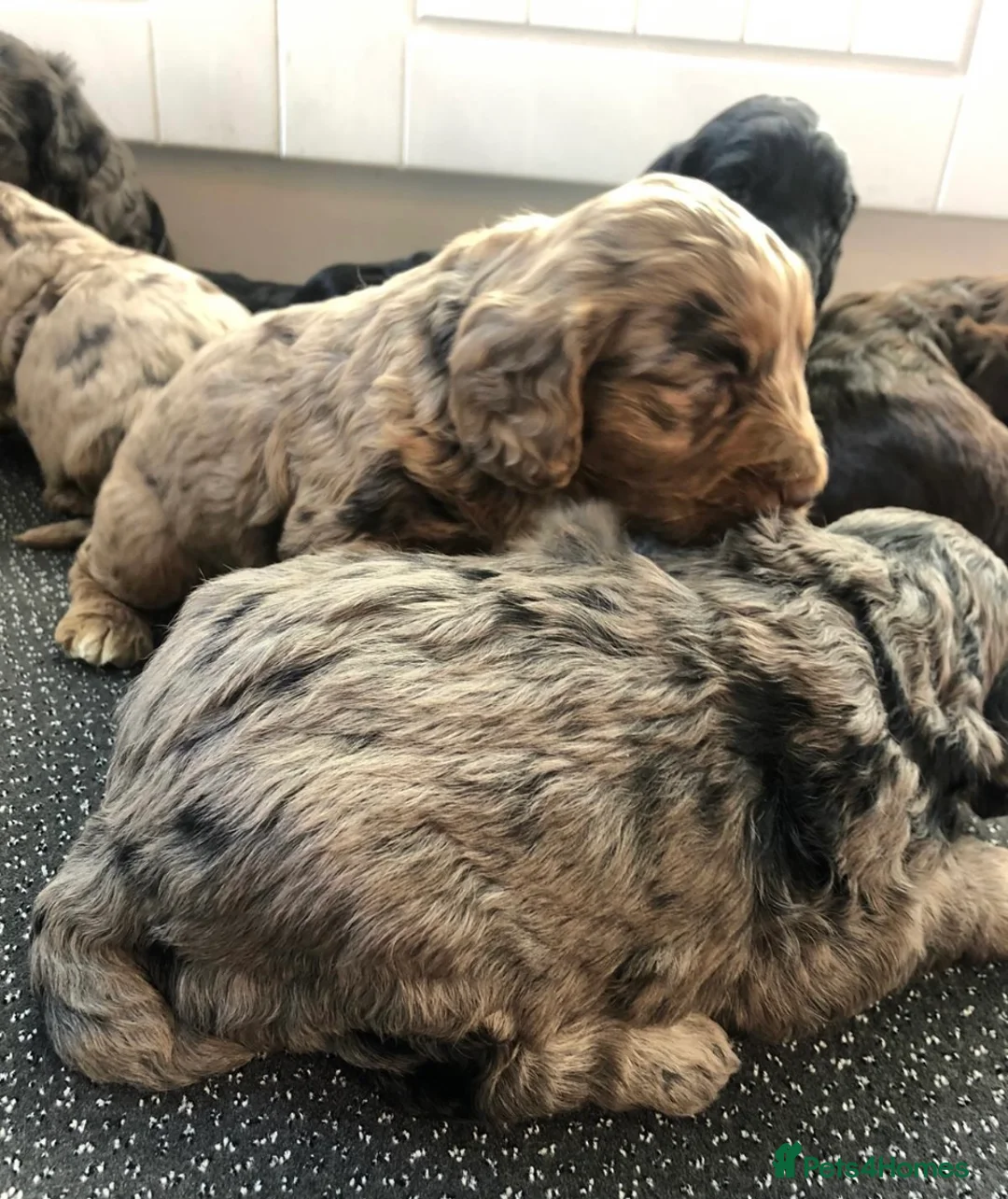 Miniature Poodle dogs for stud:  Blue/ Silver Merle carries chocolate Stud in Newcastle - Advert 8