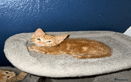 Domestic Shorthair cats for sale: Loving Home-Raised Kittens for Sale - Read Discrip - Image 18