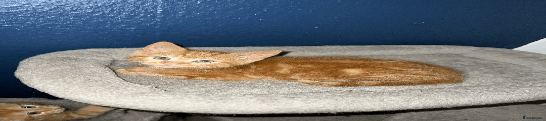 Domestic Shorthair Kitten 5
