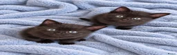 Mixed Breed cats for sale: 6 beautiful kittens  - Advert 4