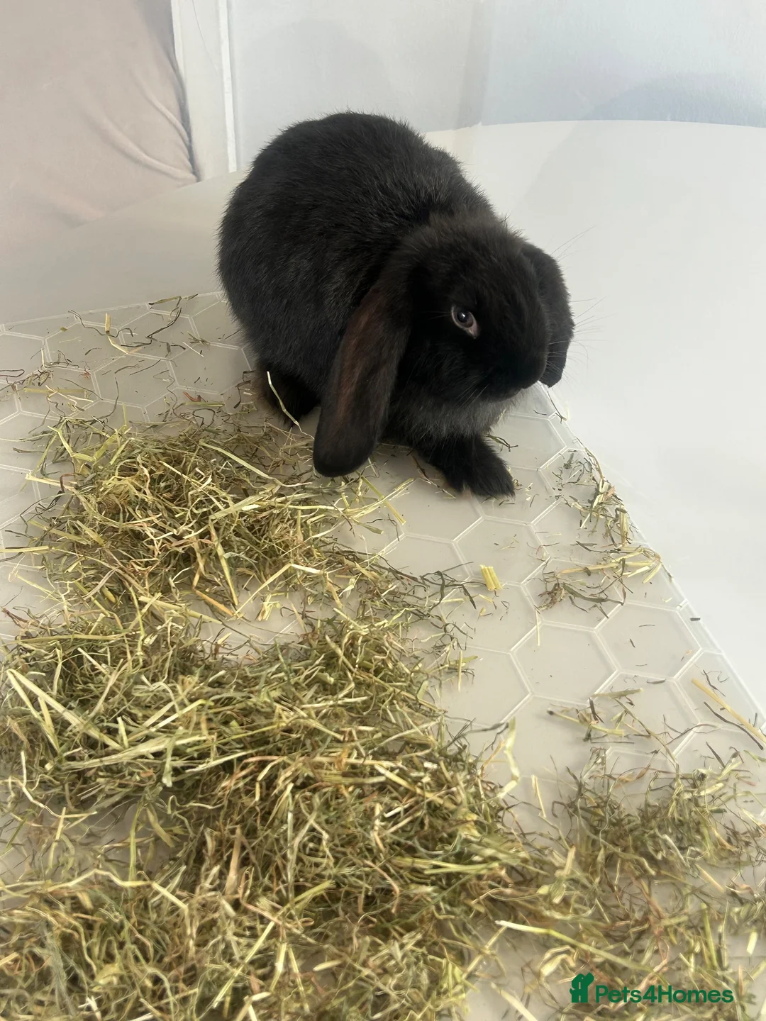 French Lop rabbits for sale: FRENCH LOP - REDUCED ✨ - Advert 2