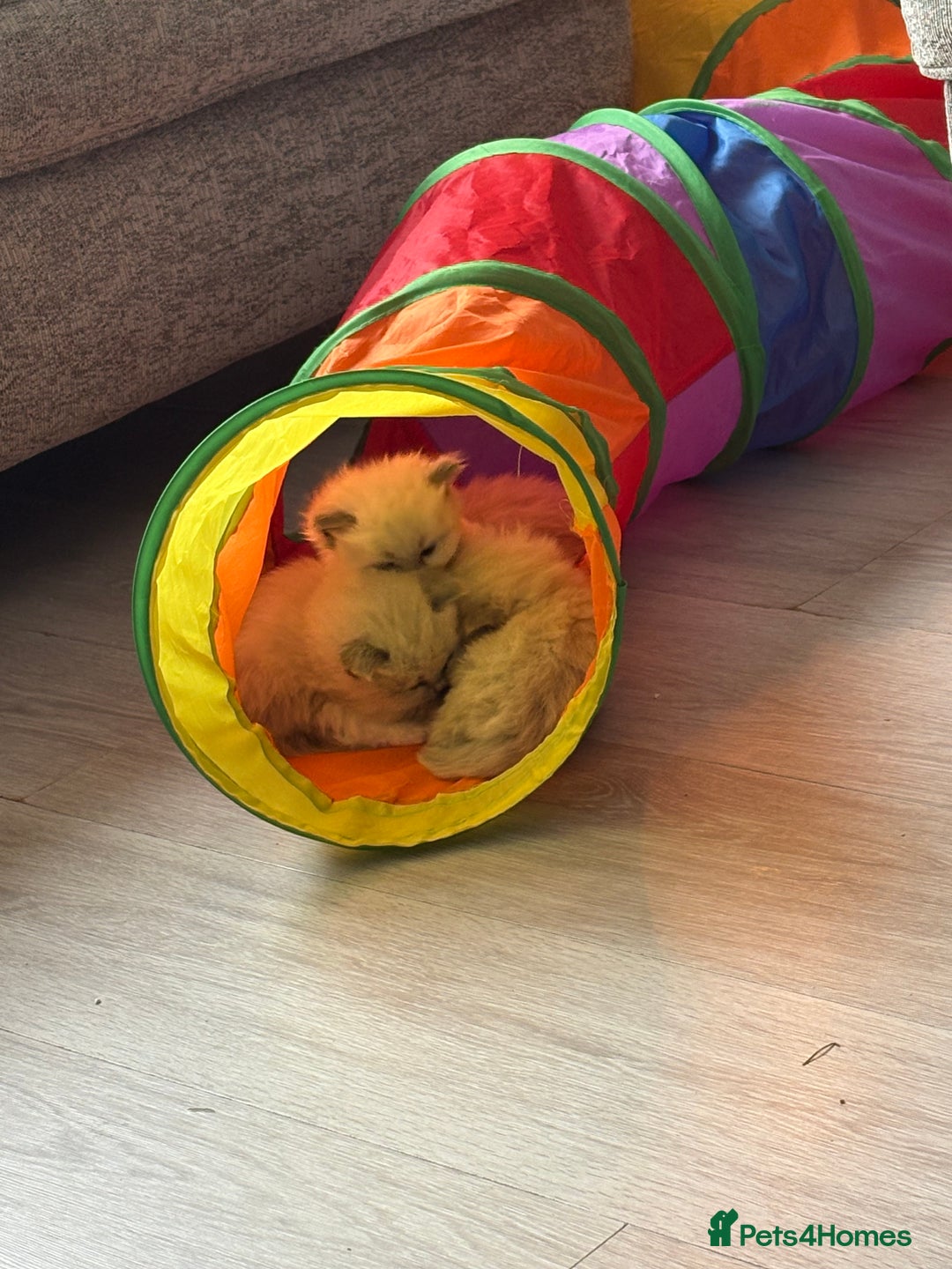 Ragdoll cats for sale: Ragdoll kittens for sale  - Advert 9