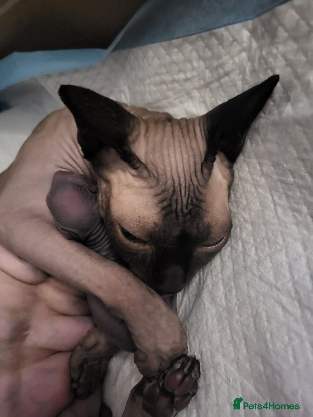 Sphynx cats for sale: Elf sphynx boy  - Advert 11