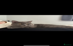 British Shorthair cats for sale: British shorthair kittens - Image 9