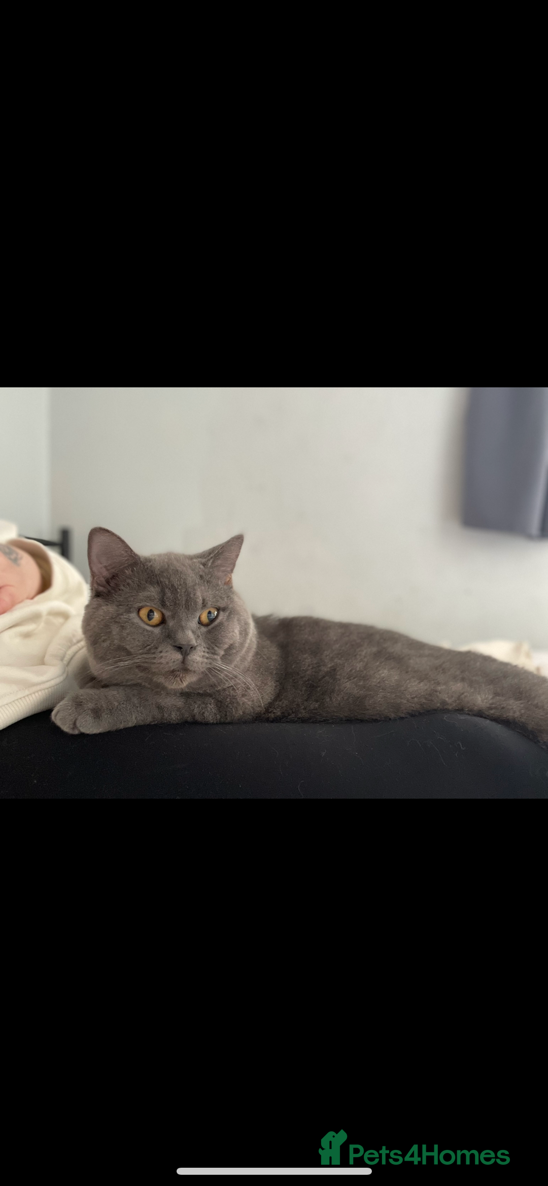British Shorthair cats for sale: British shorthair kittens - Image 9