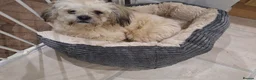 Lhasa Apso dogs for sale: Male Lhasa Apso - Advert 1