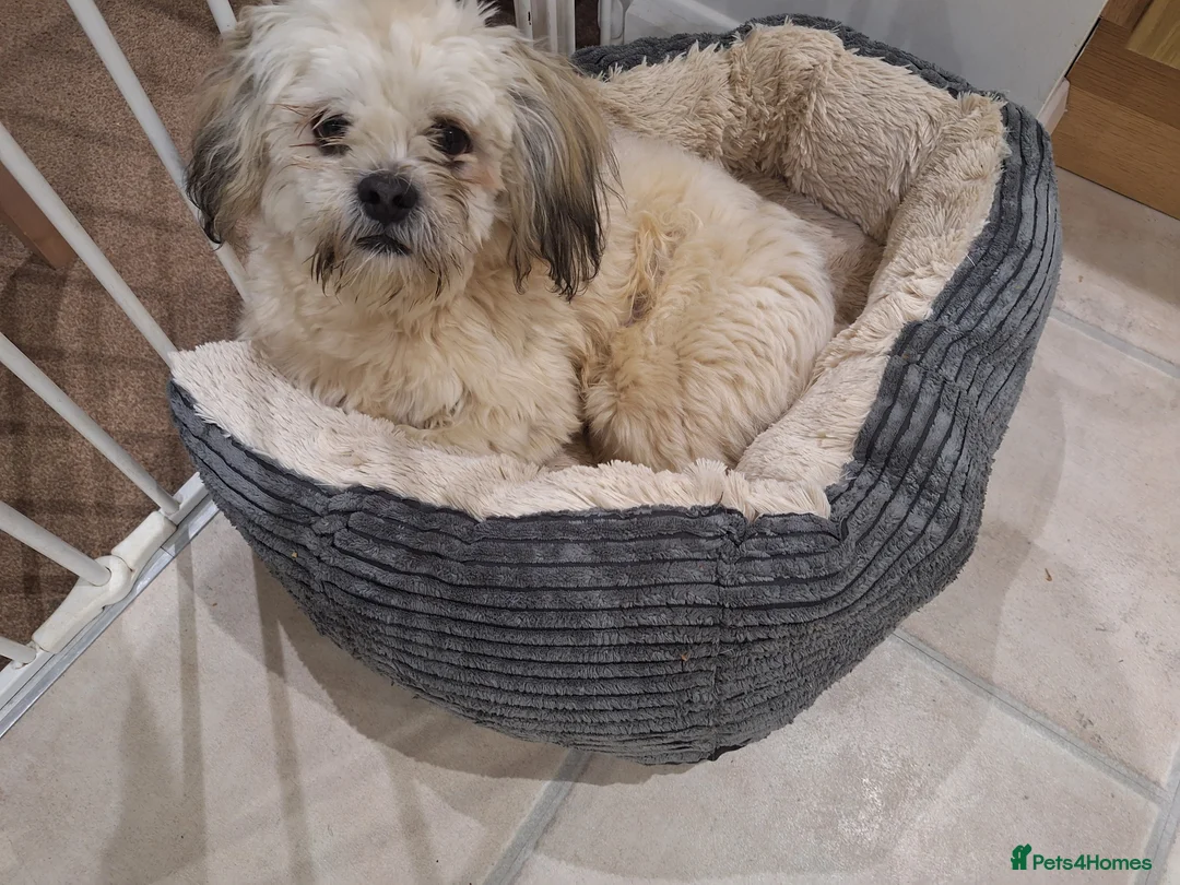 Lhasa Apso dogs for sale: Male Lhasa Apso - Advert 1