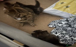 British Longhair cats for sale: Fluffy balls of joy - Image 3