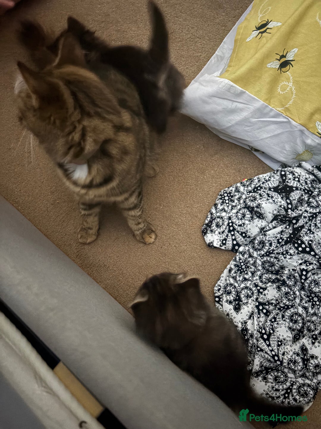 British Longhair cats for sale: Fluffy balls of joy - Image 3