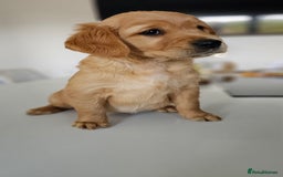 Golden Retriever dogs for sale: Golden Retriever Puppies  - Image 31