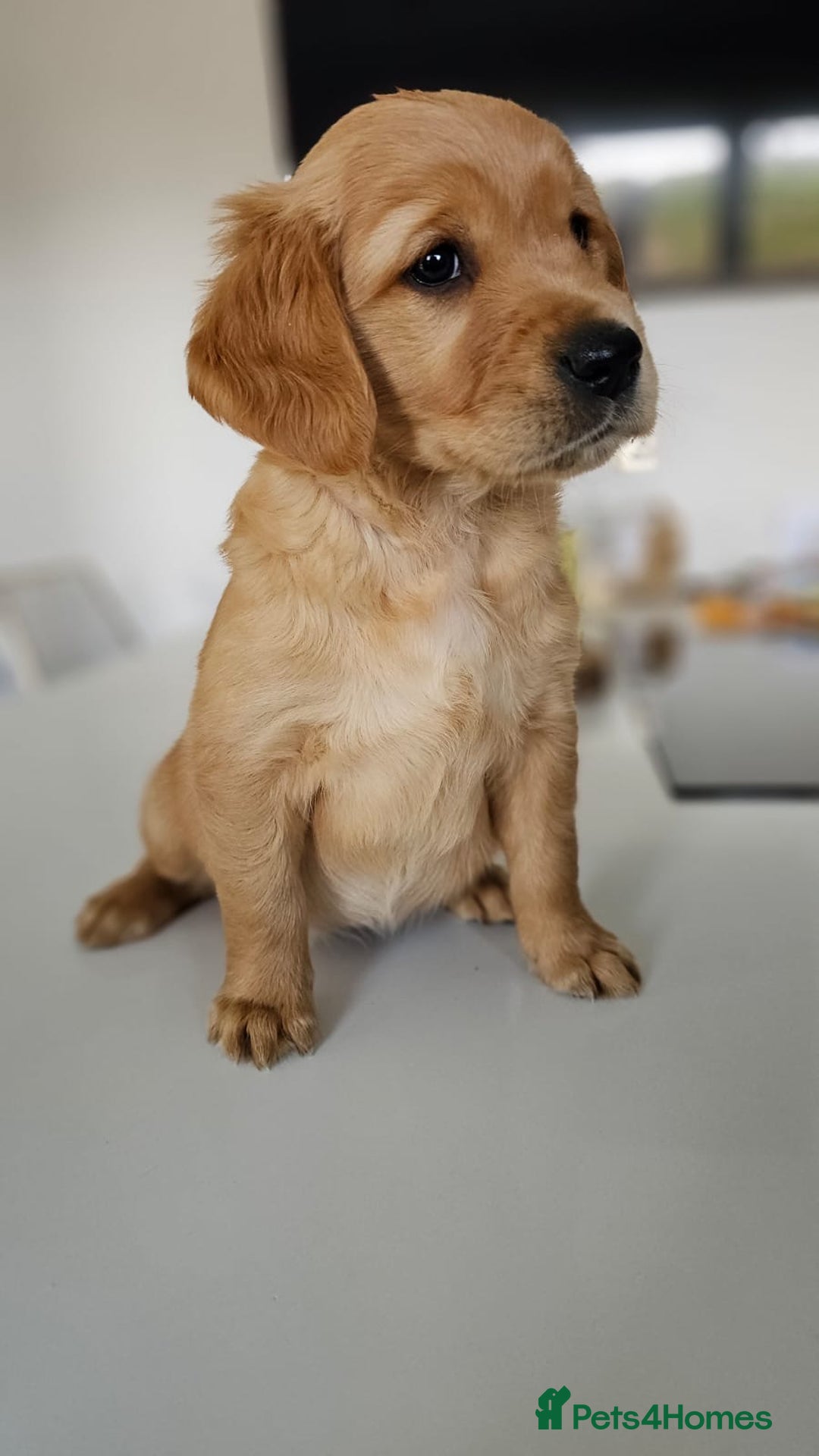 Golden Retriever dogs for sale: Golden Retriever Puppies  - Image 31